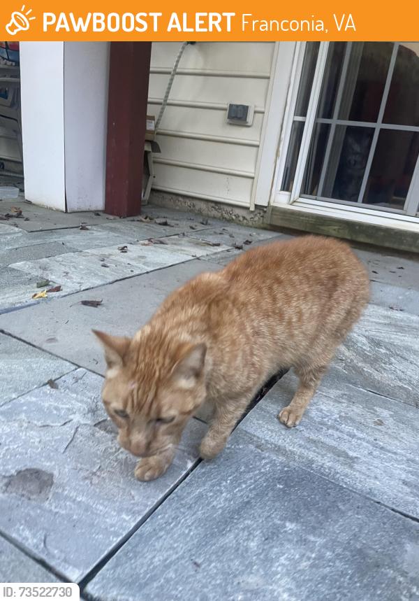 Found/Stray Male Cat last seen Rolling Creek Way, Franconia, VA 22315