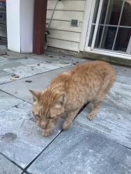 Found/Stray Male Cat last seen Rolling Creek Way, Franconia, VA 22315