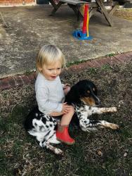 Reunited Male Dog last seen Fendall and Westwood, Richmond, VA 23222