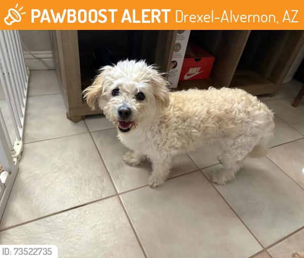 Found/Stray Female Dog last seen East Drexel Rd, Drexel-Alvernon, AZ 85706