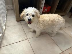 Found/Stray Female Dog last seen East Drexel Rd, Drexel-Alvernon, AZ 85706