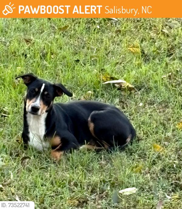 Found/Stray Female Dog last seen E Ridge Rd Salisbury, NC, Salisbury, NC 28144