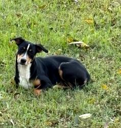 Found/Stray Female Dog last seen E Ridge Rd Salisbury, NC, Salisbury, NC 28144