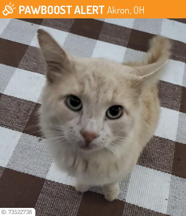 Found/Stray Male Cat last seen Triplett & Seiberling, Akron, OH 44306