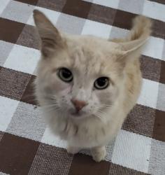 Found/Stray Male Cat last seen Triplett & Seiberling, Akron, OH 44306