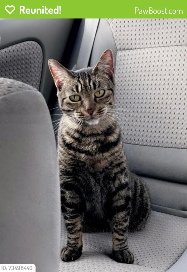 Reunited Female Cat last seen Easton Circle and Alafaya Trail, Oviedo, FL 32765