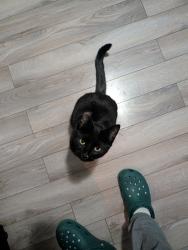 Reunited Female Cat last seen Lakeview, Colonial Heights, VA 23834