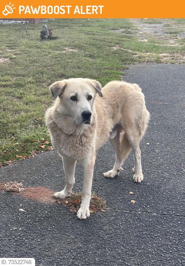 Found/Stray Male Dog last seen Cannons Elementary, Spartanburg County, SC 29307