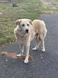 Found/Stray Male Dog last seen Cannons Elementary, Spartanburg County, SC 29307