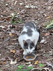 Found/Stray Unknown Cat last seen Gheen Road, Salisbury, NC 28147