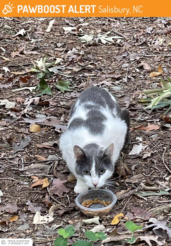 Found/Stray Unknown Cat last seen Gheen Road, Salisbury, NC 28147