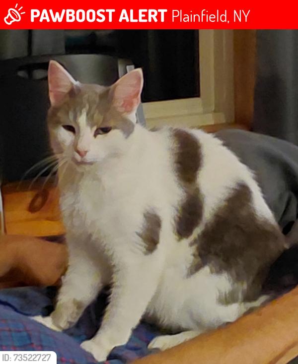 Lost Male Cat last seen Route 21, Plainfield, NY 13491