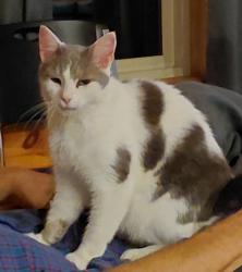 Lost Male Cat last seen Route 21, Plainfield, NY 13491