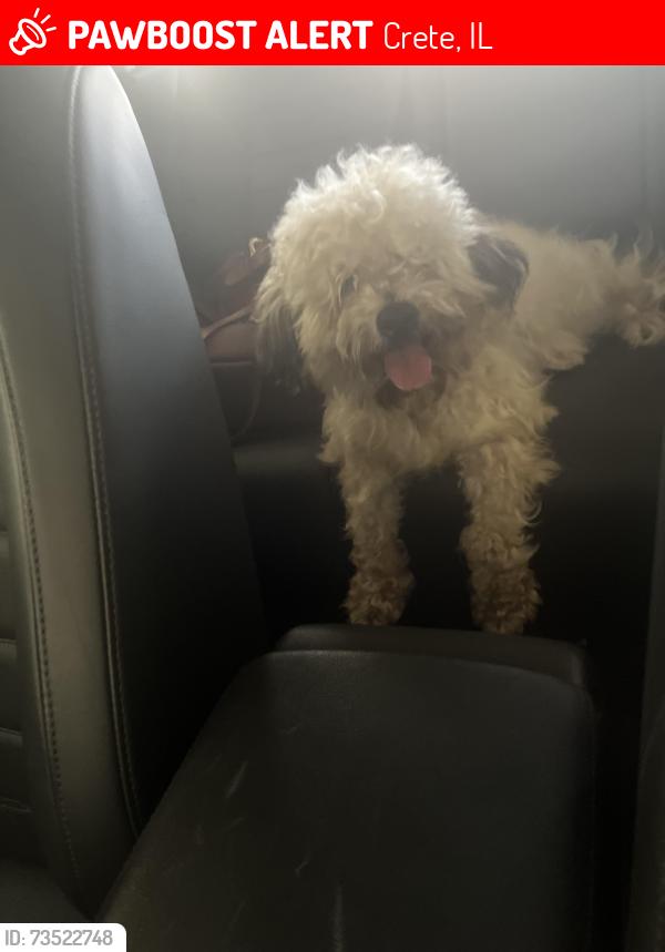 Lost Male Dog last seen West Richton road and state, Crete, IL 60417