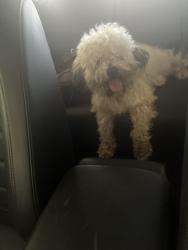 Lost Male Dog last seen West Richton road and state, Crete, IL 60417