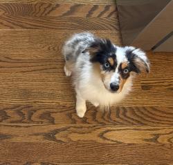 Reunited Male Dog last seen Near and 17, Windsor, CO 80550