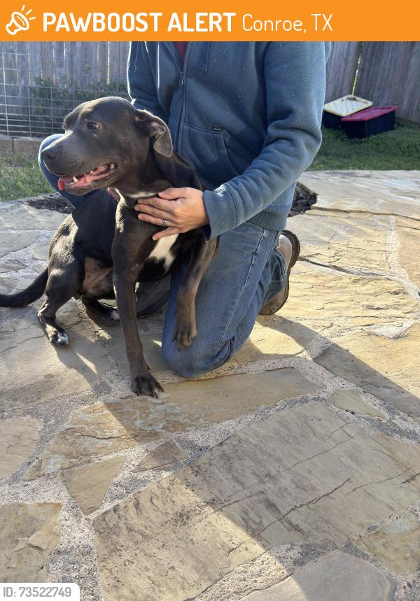 Found/Stray Female Dog last seen Briar grove Dr by the mailboxes, Conroe, TX 77301