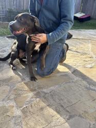 Found/Stray Female Dog last seen Briar grove Dr by the mailboxes, Conroe, TX 77301