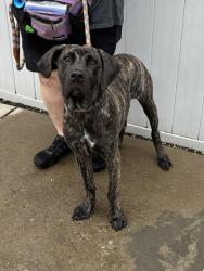 Shelter Stray Male Dog last seen Near BLOCK BURTON AVE, 3528 Newburg Rd, Louisville, KY 40218, USA