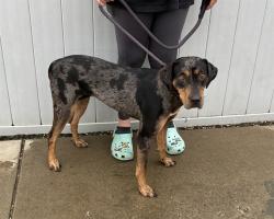 Shelter Stray Female Dog last seen Near BLOCK ROCKFORD LANE, 3528 Newburg Rd, Louisville, KY 40218, USA