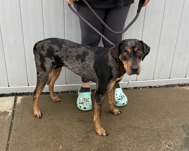 Shelter Stray Female Dog last seen Near BLOCK ROCKFORD LANE, 3528 Newburg Rd, Louisville, KY 40218, USA