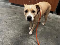 Shelter Stray Female Dog last seen Near BLOCK POLK ST, HOLLYWOOD FL 33020, 2400 SW 42nd St, Fort Lauderdale, FL 33312, USA