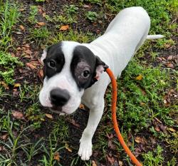 Shelter Stray Male Dog last seen Near BLOCK SE 2 AV, FORT LAUDERDALE, FLORIDA, 2400 SW 42nd St, Fort Lauderdale, FL 33312, USA