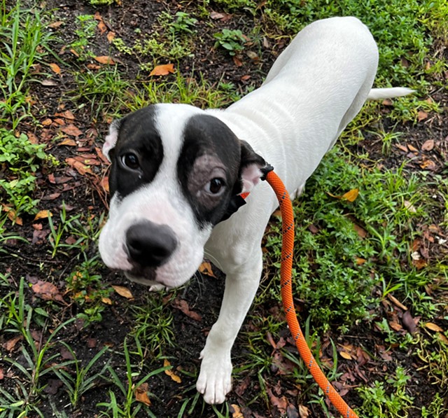 Shelter Stray Male Dog last seen Near BLOCK SE 2 AV, FORT LAUDERDALE, FLORIDA, 2400 SW 42nd St, Fort Lauderdale, FL 33312, USA