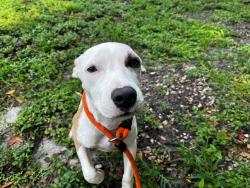 Shelter Stray Female Dog last seen Near BLOCK SW 31 AV, Fort Lauderdale, Florida, 2400 SW 42nd St, Fort Lauderdale, FL 33312, USA