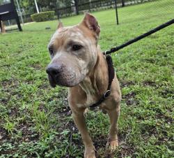 Shelter Stray Female Dog last seen Near BLOCK NW 2 AV, Pompano Beach, Florida, 2400 SW 42nd St, Fort Lauderdale, FL 33312, USA