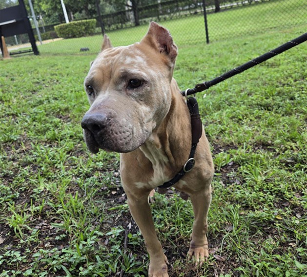 Shelter Stray Female Dog last seen Near BLOCK NW 2 AV, Pompano Beach, Florida, 2400 SW 42nd St, Fort Lauderdale, FL 33312, USA