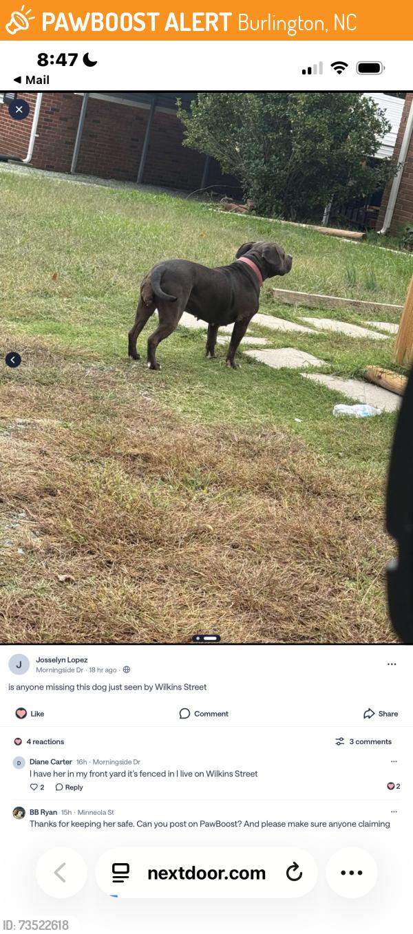 Found/Stray Female Dog last seen Sellers mill st, Burlington, NC 27217