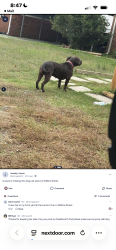 Found/Stray Female Dog last seen Sellers mill st, Burlington, NC 27217