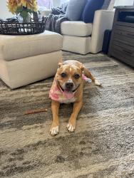 Lost Female Dog last seen Near west west street, Tampa, FL 33602