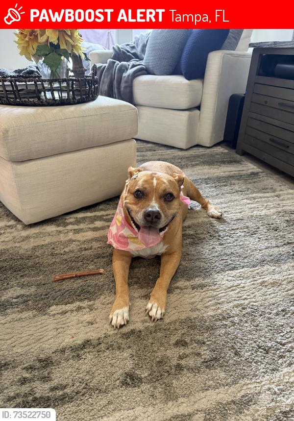 Lost Female Dog last seen Near west west street, Tampa, FL 33602