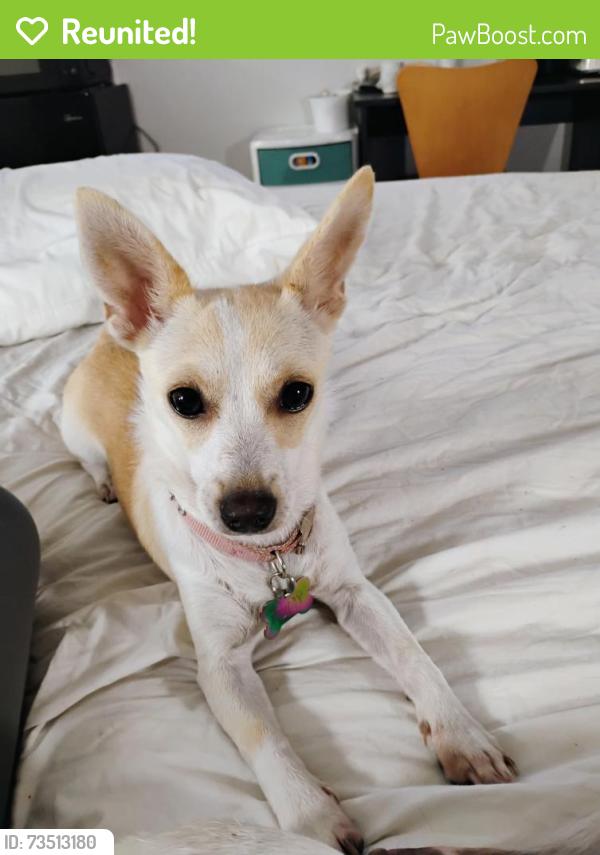 Reunited Female Dog last seen Rainier Ave at Brown bear car wash ans starbucks, Renton, WA 98057