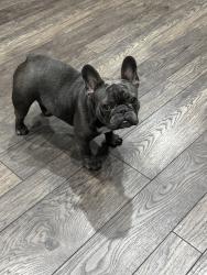 Lost Female Dog last seen Near block of Sacramento near IH 10, San Antonio, TX 78201