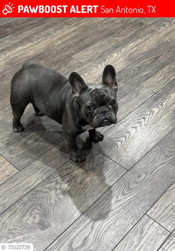 Lost Female Dog last seen Near block of Sacramento near IH 10, San Antonio, TX 78201