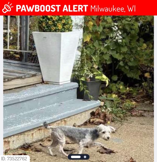 Lost Female Dog last seen 27th y greenfield, Milwaukee, WI 53215