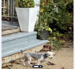 Lost Female Dog last seen 27th y greenfield, Milwaukee, WI 53215