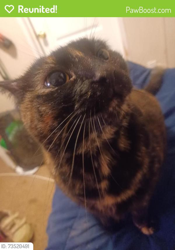 Reunited Female Cat last seen Near scenic river dr, Houston, TX 77044