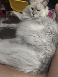 Reunited Male Cat last seen N Lakewood Dr off Bob Little, Panama City, FL 32404