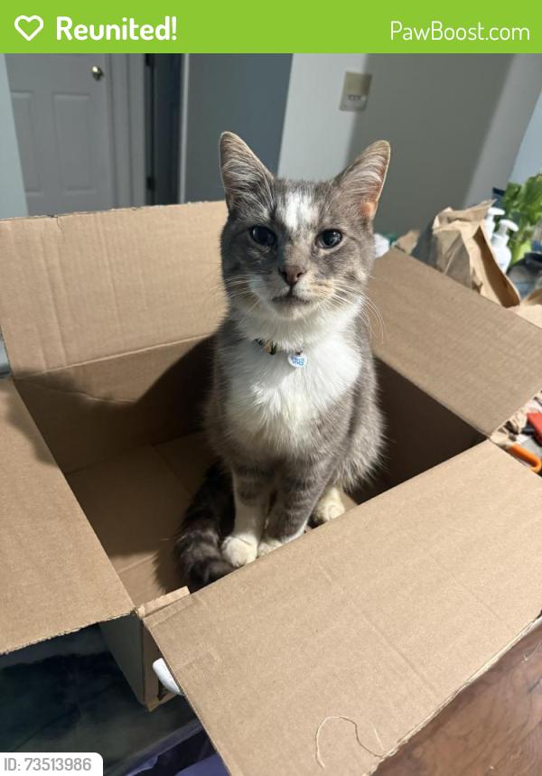 Reunited Male Cat last seen Lenox Trace, Carmel, IN 46032