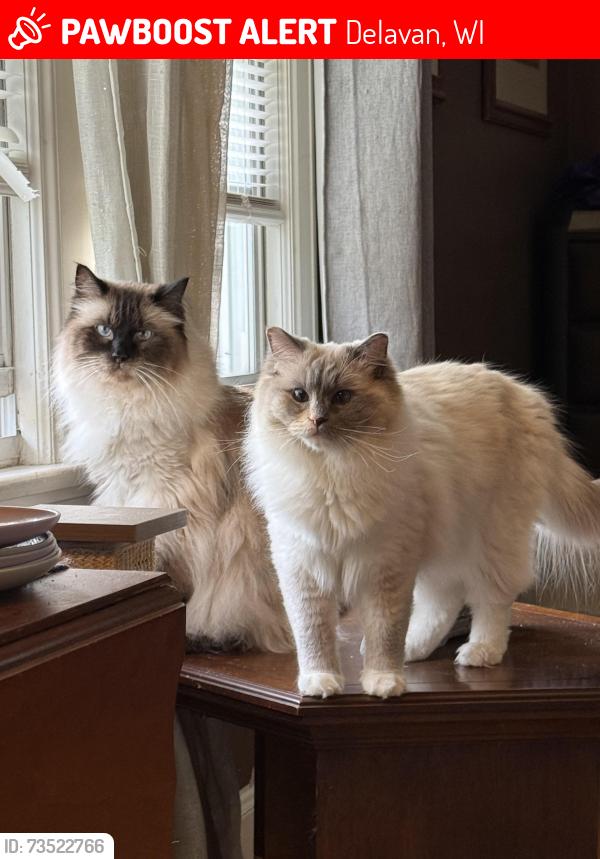 Lost Female Cat last seen Highway50/67, Delavan, WI 53115
