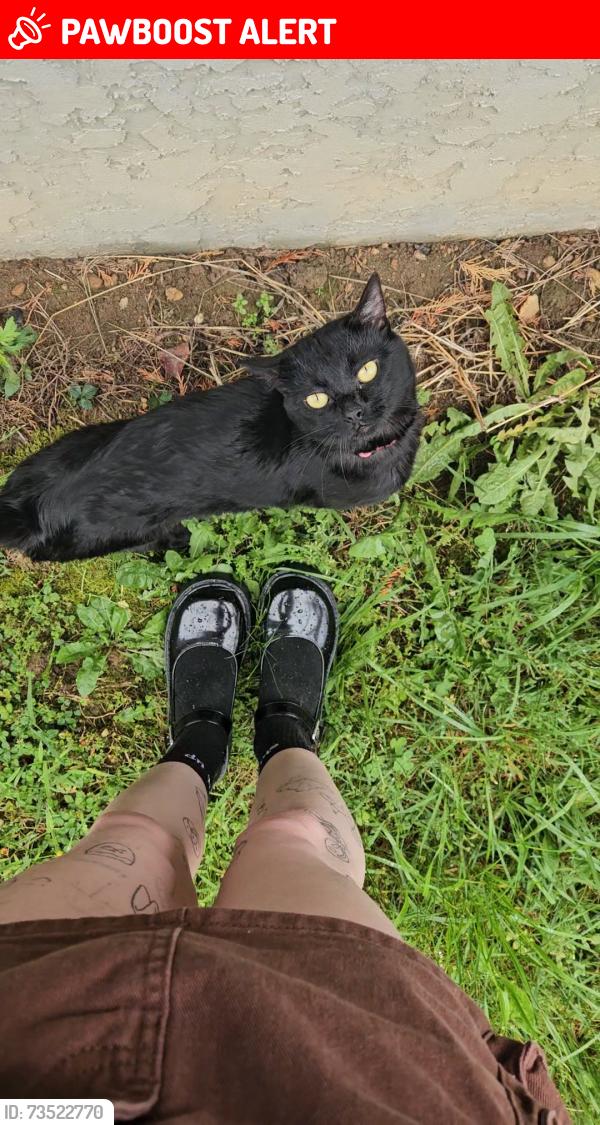 Lost Male Cat last seen Lone laurel trail, Henderson County, NC 28792