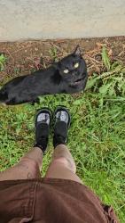 Lost Male Cat last seen Lone laurel trail, Henderson County, NC 28792