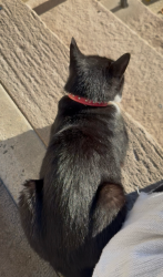 Reunited Unknown Cat last seen Hancock and Bowers Ave. Jersey City Heights, Jersey City, NJ 07307