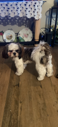 Lost Male Dog last seen Near lazy acres cir, Dallas, TX 75240