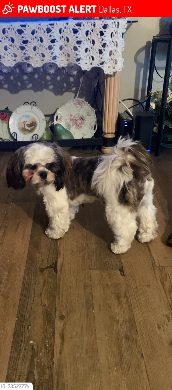 Lost Male Dog last seen Near lazy acres cir, Dallas, TX 75240