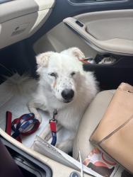 Found/Stray Male Dog last seen Market place blv 36 and Kino Blv, Tucson, AZ 85706